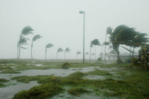 800px-US_Navy_050709-N-0000B-004_Hurricane_Dennis_batters_palm_trees_and_floods_parts_of_Naval_Air_Station_(NAS)_Key_West^rsquo,s_Truman_Annex